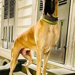Great Danes from The Nobledane