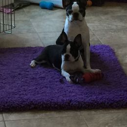 Boston Terrier Puppies from Achates Bostons
