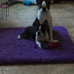 Boston Terrier Puppies from Achates Bostons