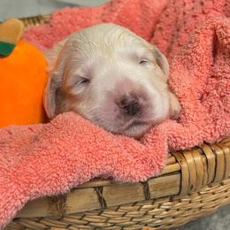 Orange Girl - White female Great Pyrenees puppy in Red Bluff, California from River's Bend Walnut Orchard