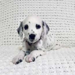 Nyx - White and black male Dalmatian puppy in Jefferson, Georgia from Spotted Jewels Dalmatians