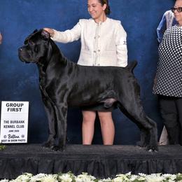 Raiden - Cane Corso