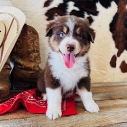 BANDIT - Red tri-color male Australian Shepherd puppy in Durand, Wisconsin from Larson’s Legacy Aussome Aussie Kennels