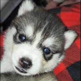 Kratos - Sable and white male Siberian Husky puppy in Richland, Mississippi from Feazell’s Siberian Huskies