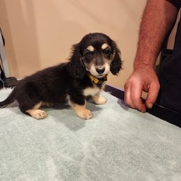 Yellow Collar - Black and cream female Dachshund puppy in Bushkill Township, Pennsylvania from Township Line Dachshunds & Brittanys
