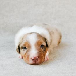 Buck - Red merle male Australian Shepherd puppy in Aberdeen, North Carolina from Huckleberry Hill Aussies LLC.