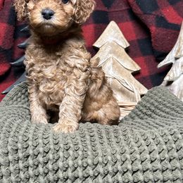 Apple - Red  female Poodle puppy in Queen Creek, Arizona from Desert Born Kennel