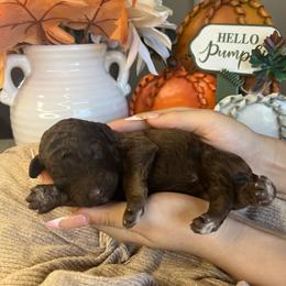 Boy 2 - Brown male Poodle puppy in Calimesa, California from Teakwood Poodles of SoCal