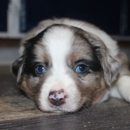 Miniature Australian Shepherd Puppies from Sand Dollar Aussies