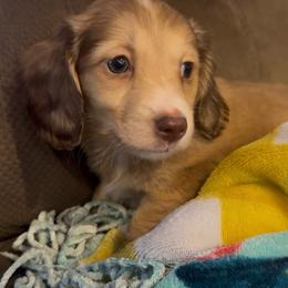 Gaston - Cream male Dachshund puppy in Lexington, Oklahoma from BooneDox Miniature Dachshunds