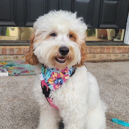 Tori - Goldendoodle