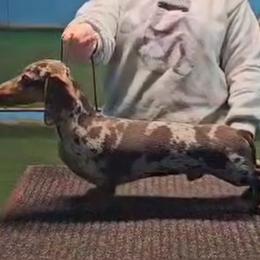 Atlas - Dachshund