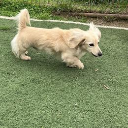 Gator - Dachshund