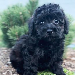 Cocoa - Black male Cavapoo puppy in West Jordan, Utah from Haven Creek Doodles