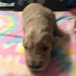 Boy 4 - Golden Retriever puppy in Argyle, Texas from Randalls Golden Retrievers