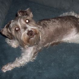 Miniature Schnauzers from Sissy's Sassy Mini Schnauzers