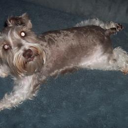 Miniature Schnauzers from Sissy's Sassy Mini Schnauzers