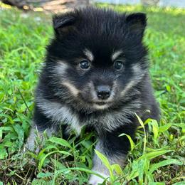 Yunara - Tri-color female Pomsky puppy in Boonville, Indiana from Elysian Pomskies