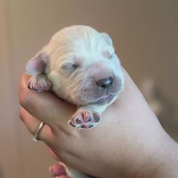 Brown - Golden male Golden Retriever puppy in Lucasville, Ohio from Halo Kennels