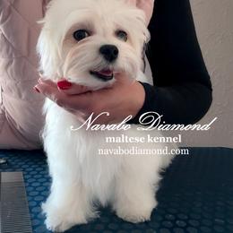 ( Boy) Henry - White male Maltese puppy in Snowville, Utah from Navabo Diamond