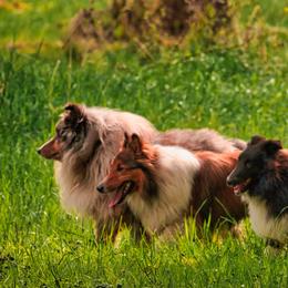 Shetland Sheepdogs from RimRanch Shelties