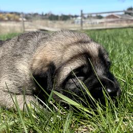 Girl 3 - Fawn female Anatolian Shepherd Dog puppy in Kalispell, Montana from Wild Rooster Family Farm – AKC Anatolian Shepherd Breeder, OFA Health Tested