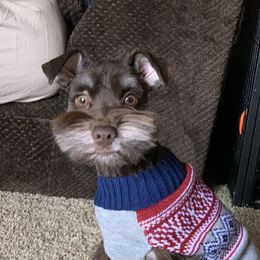 Arrow - Miniature Schnauzer