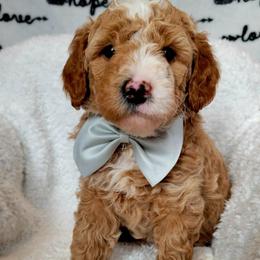 Oliver - Brown and white male Bernedoodle puppy in Elkhart, Iowa from Quality Iowa Doodles