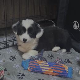 Girl 2 - Black and white female American Corgi puppy in Castle Rock, Washington from R and b corgis and farm