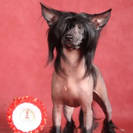 Nola - Chinese Crested