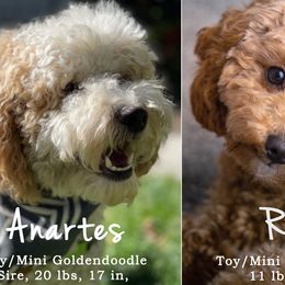 Goldendoodle Puppies from Nuttall's Goldendoodles