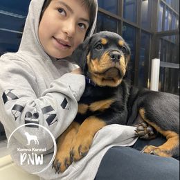 Rottweiler Puppies from KarmaKennelPNW