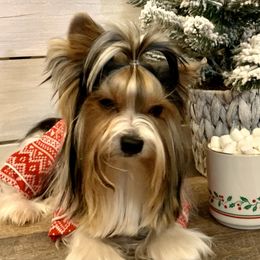 Biewer Terrier Puppies from Bouquet Biewers