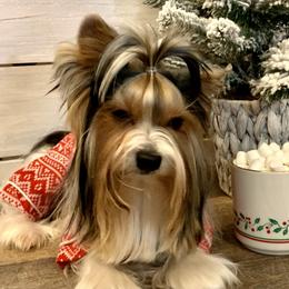 Biewer Terrier Puppies from Bouquet Biewers