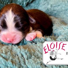 Eloise - Black tri-color female Australian Shepherd puppy in Liberty Hill, Texas from Emerald Isle Australian Shepherds