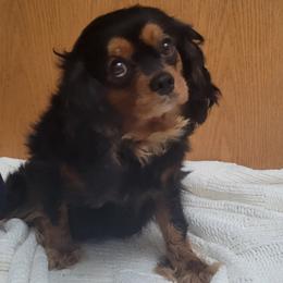 Zoya - Cavalier King Charles Spaniel