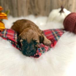 Buddy - Wheaten male Whoodle puppy in Merritt, Michigan from Genesis Family Farm