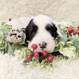 Ralfie - Black and white male Sheepadoodle puppy in Surprise, Arizona from Desert Lily Doodles