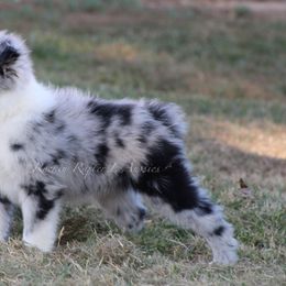 Australian Shepherd Puppies from Rockin Rafter L Aussies