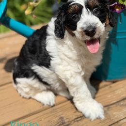 Bingo - Black tri-color male Aussiedoodle puppy in Henry, Illinois from Rowe Farms Doodles