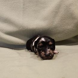 Khloe - Dapple female Dachshund puppy in Tower City, Pennsylvania from Stoney Mountain Mini Doxies