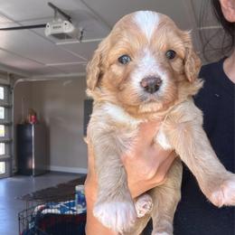 Purple girl - Apricot female Aussiedoodle puppy in Nacogdoches, Texas from Glo’s Aussiedoodles