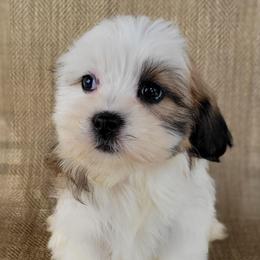 Rosa - Brown and white female Shichon puppy in Limestone, Tennessee from Pilot Hill Teddy Bear Puppies