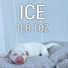 Ice - Yellow male Labrador Retriever puppy in Puyallup, Washington from 12 Door Farm Labradors