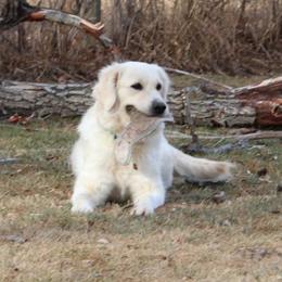 Golden Retriever puppies from VS Golden Fields