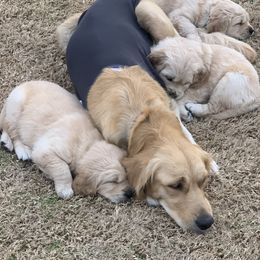 Golden Retriever Puppies from Daniel Ranch Golden Retrievers