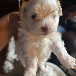 Ren - Champagne male Maltipoo puppy in Prague, Oklahoma from Playful Paws Maltese and Maltipoos