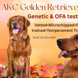 Golden Retriever puppies from Elm Hollow Golden Retrievers