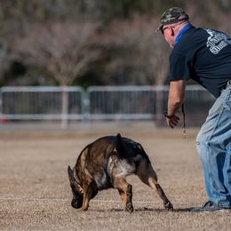 German Shepherd All Grown Up from Cerberus German Shepherds