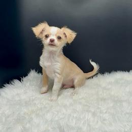 Sam - Cream and white male Chihuahua puppy in Simpsonville, South Carolina from N&T's Chihuahuas